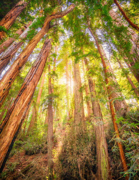 Muir Woods National Monument Muir Woods National Monument